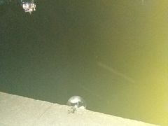 -西湖外事游船(湖滨二公园外事游船码头)