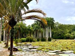 -中国科学院西双版纳热带植物园