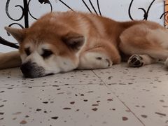 -喜柴咖啡·柴犬狗咖