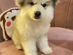 -Husky Go! 哈士奇体验馆·宠物咖啡厅狗咖