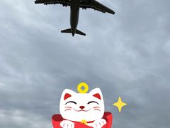 -空港花田景区