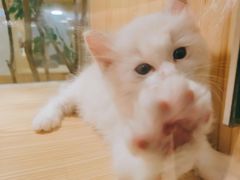 -屋虎猫馆(宝安大仟里店)
