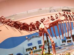 -陕西自然博物馆