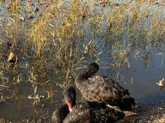 -天津东丽湖风景区