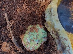 -酷以爬仙阁实体爬宠店·守宫·蜥蜴·专业繁育