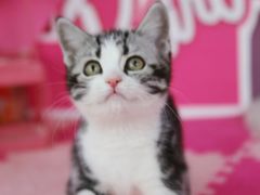 -翊宠yipet猫狗购宠庄园