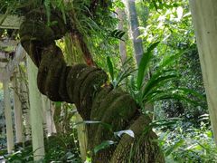 -广西壮族自治区药用植物园