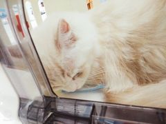 -奈斯宠物医院·核磁CT·异宠专科·内镜(中南店)