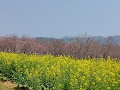 -天适樱花悠乐园