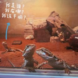 -映刻纹身
