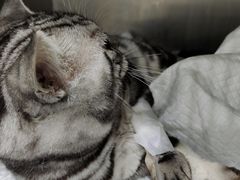 -北京恒爱动物医院(清景园分院)