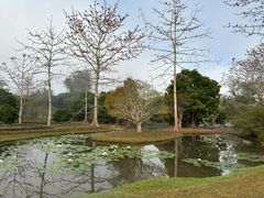 -中国科学院西双版纳热带植物园