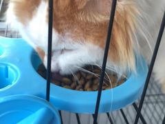 -瑞派动物医院·绝育·犬猫全科·预防医学(光景江南中店)