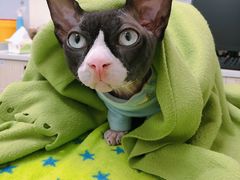 -凯特喵百思猫专科医院