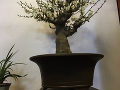 -听鹂馆饭庄(颐和园店)