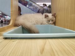-屋虎猫馆(宝安大仟里店)