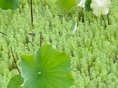 -靖西鹅泉风景区