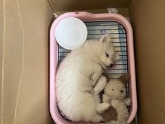 -美联众合动物医院·24h转诊中心
