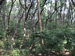 -皇藏峪国家森林公园