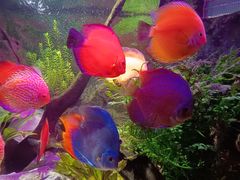 -上海海洋水族馆