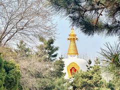 -护国法轮寺