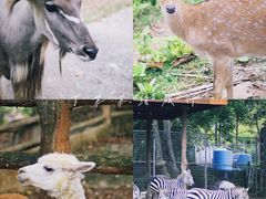 -清迈夜间动物园