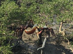 -北海金海湾红树林生态旅游区