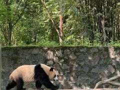 -都江堰中华大熊猫苑