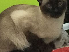 -北京博爱动物医院有限公司