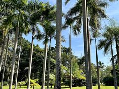 -西双版纳原始森林公园