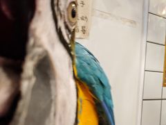 -吉丁鸟咖·异宠·寄养