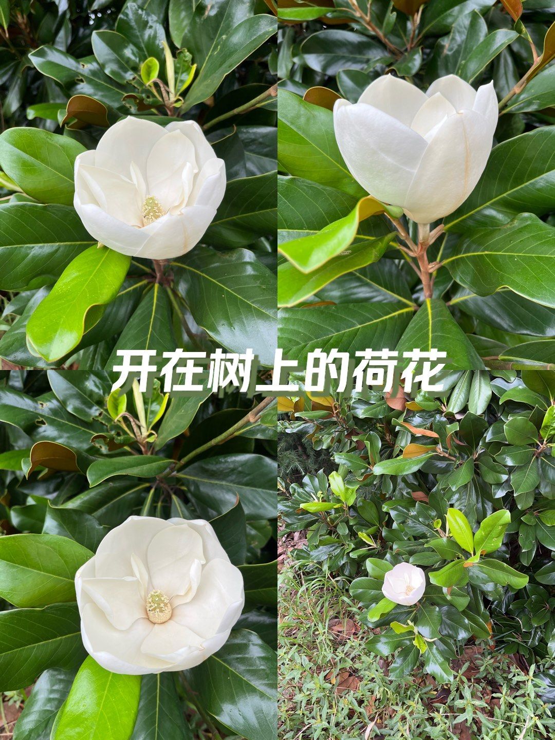 开在树上的荷花