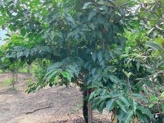 -塘栖枇杷特色园区