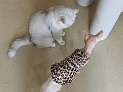 -藏猫猫咖啡主题馆(中央大道店)