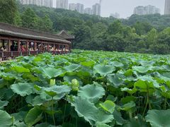 -龙头寺公园