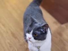 -李小姐の猫咖啡馆(五角场店)