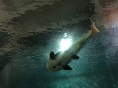 -苏州海洋馆
