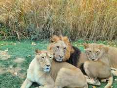 -北京野生动物园