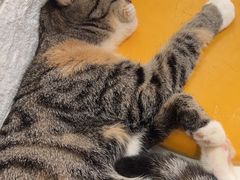 -平行世界·猫咖(首经贸店)