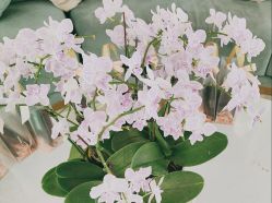 -雅曼妮spa美容养生