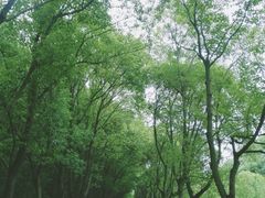 -同里国家湿地公园