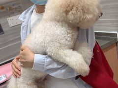 -瑞派名望志远动物医院·猫科·內科·异宠专科(直港大道店)