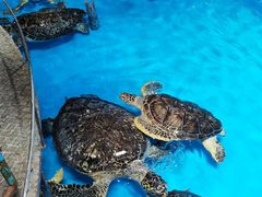 -泉城欧乐堡海洋极地世界