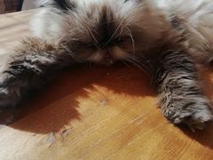 -猫小院猫主题咖啡厅(北锣店)