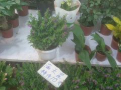 -宝鸡东道花鸟鱼虫市场(吉利花园商场店)