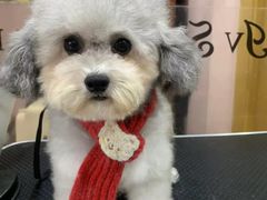 -车接车送·寄养洗护·德文猫舍(大宁店)