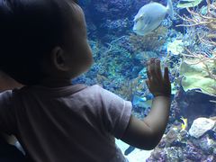-新加坡海洋生态馆
