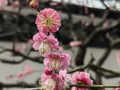-梅花山(明孝陵内)