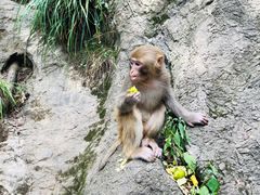 -黔灵山公园