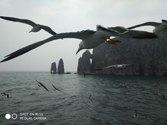 -长岛万鸟岛